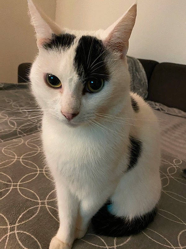 Leechee participe au concours pour gagner de l'argent avec cette photo : aegean_cat, american_wirehair, asian, carnivore, cat, domestic_short_haired_cat, eye, felidae, fur, japanese_bobtail, javanese, kitten, mammal, paw, polydactyl_cat, small_to_medium_sized_cats, tail, turkish_van, vertebrate, whiskers