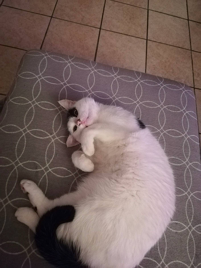 Leechee a rejoint le concours — aidez-le/la à gagner de superbes lots ! american_curl, carnivore, cat, felidae, fur, khao_manee, kitten, paw, polydactyl_cat, ragdoll, small_to_medium_sized_cats, tail, turkish_angora, turkish_van, whiskers