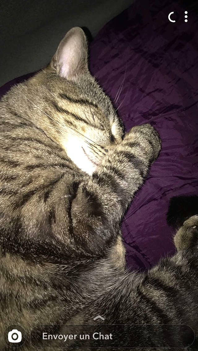 Léo participe au concours pour gagner de l'argent avec cette photo : american_shorthair, asian, california_spangled, carnivore, cat, close_up, domestic_short_haired_cat, dragon_li, egyptian_mau, european_shorthair, felidae, fur, ocicat, paw, pixie_bob, small_to_medium_sized_cats, snout, tabby_cat, tail, whiskers