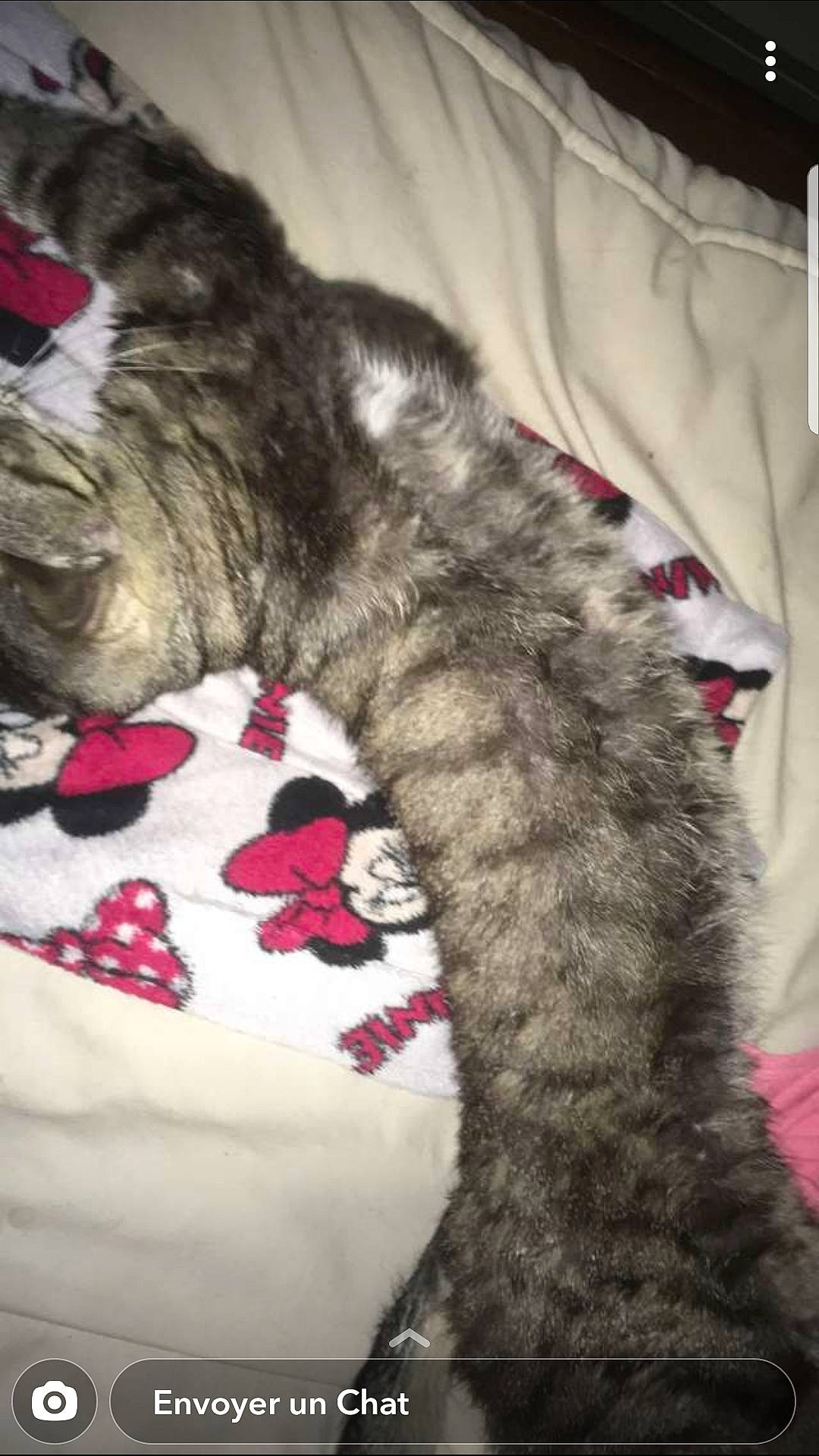 Léo a rejoint le concours — aidez-le/la à gagner de superbes lots ! american_shorthair, carnivore, cat, domestic_short_haired_cat, dragon_li, european_shorthair, felidae, fur, kitten, norwegian_forest_cat, small_to_medium_sized_cats, tabby_cat, tail, whiskers