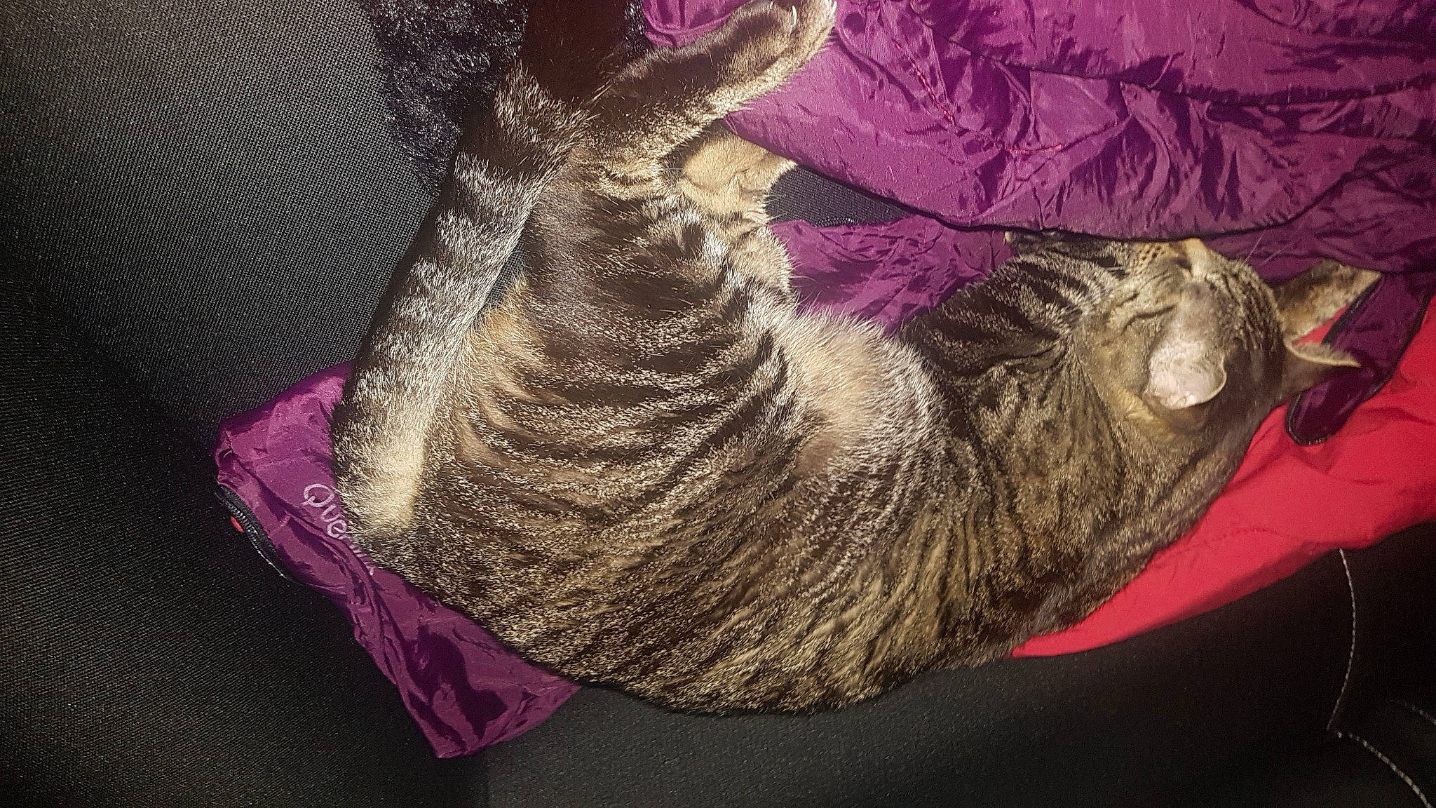 Léo a rejoint le concours — aidez-le/la à gagner de superbes lots ! cat, felidae, fur, kitten, magenta, pink, purple, silk, small_to_medium_sized_cats, tabby_cat, tail, textile, thread, whiskers, wool