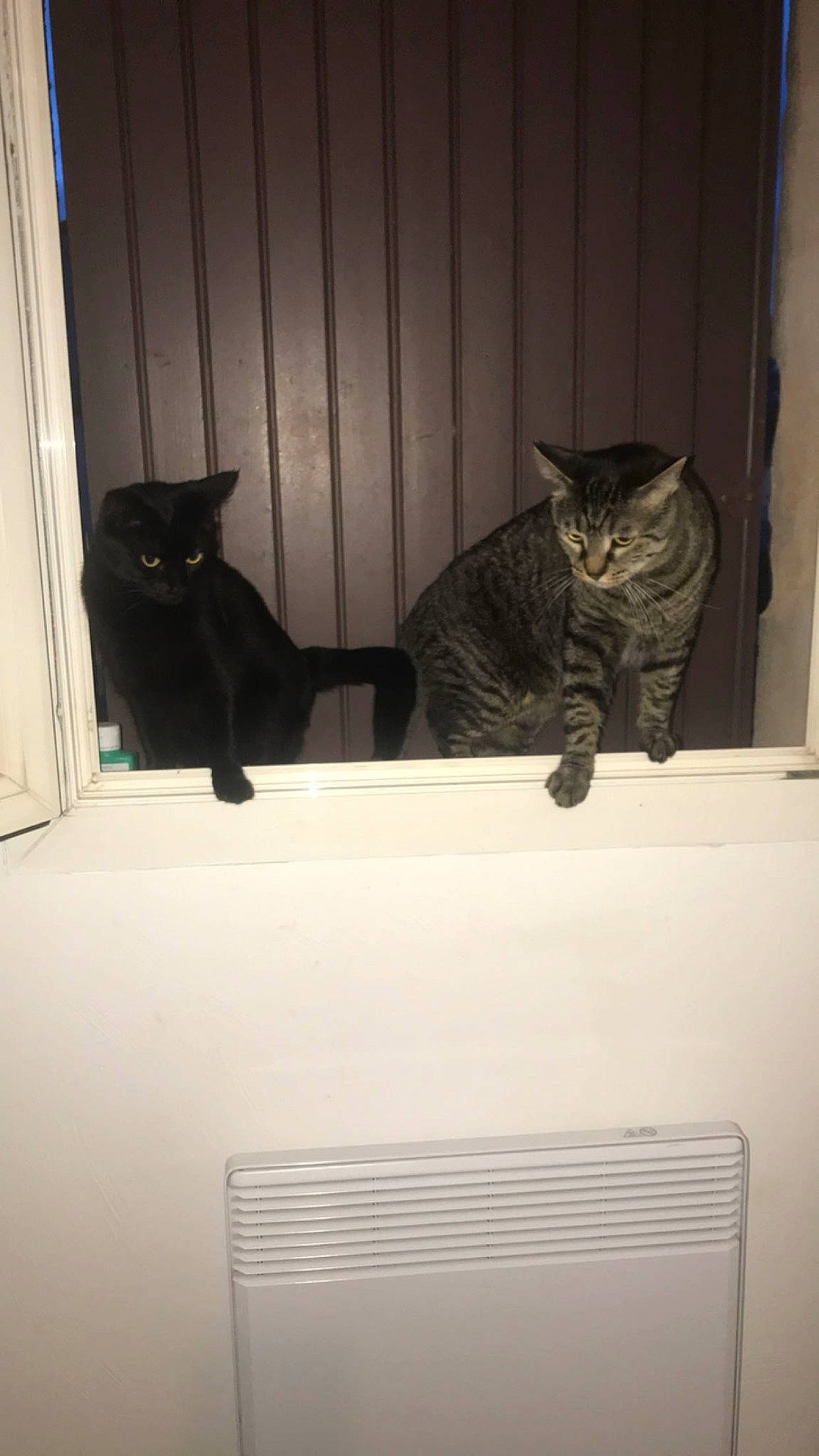 Leo participe au concours pour gagner de l'argent avec cette photo : bombay, carnivore, cat, domestic_short_haired_cat, felidae, fixture, fur, grey, mammal, monochrome, rectangle, room, shadow, small_to_medium_sized_cats, tail, tints_and_shades, vertebrate, whiskers, window, wood