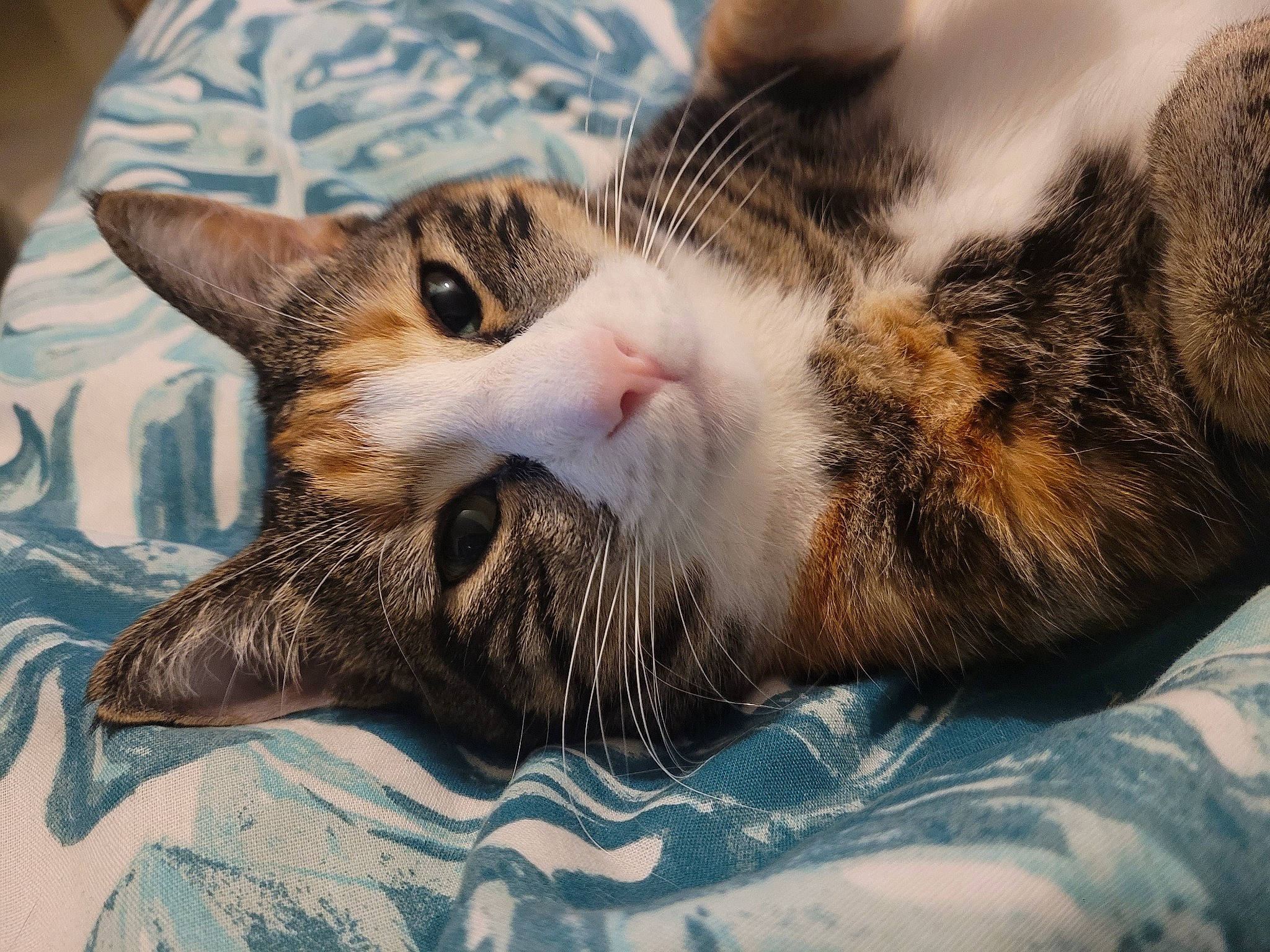 Pepette a rejoint le concours — aidez-le/la à gagner de superbes lots ! carnivore, cat, claw, comfort, domestic_short_haired_cat, eye, felidae, fur, nap, paw, small_to_medium_sized_cats, snout, terrestrial_animal, whiskers, wildlife