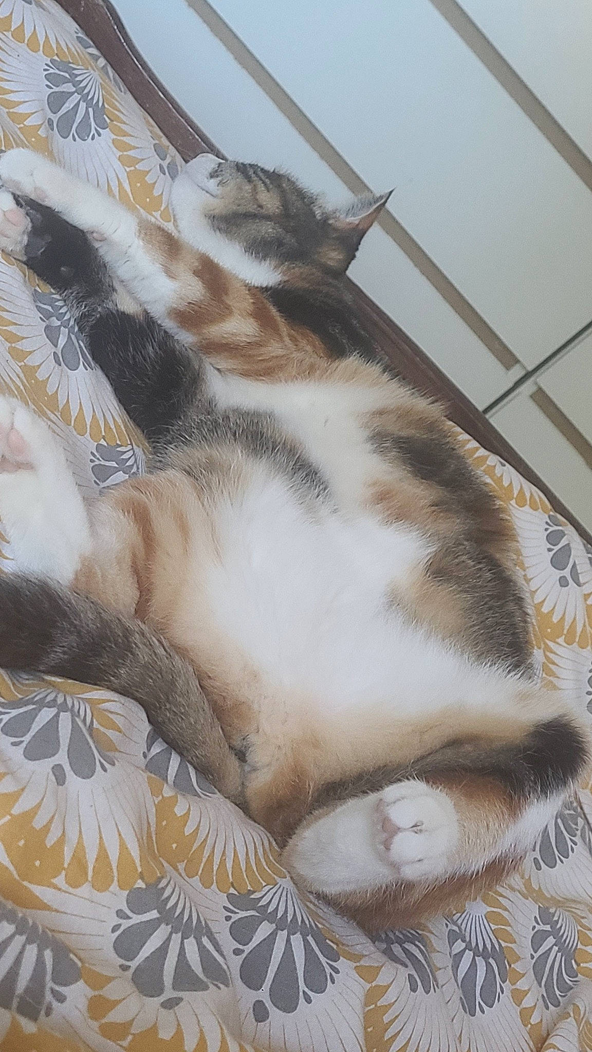 Pepette a rejoint le concours — aidez-le/la à gagner de superbes lots ! animal_shelter, art, carnivore, cat, cat_bed, comfort, domestic_short_haired_cat, fawn, felidae, fur, nap, painting, pattern, paw, sleep, small_to_medium_sized_cats, snout, tail, terrestrial_animal, whiskers