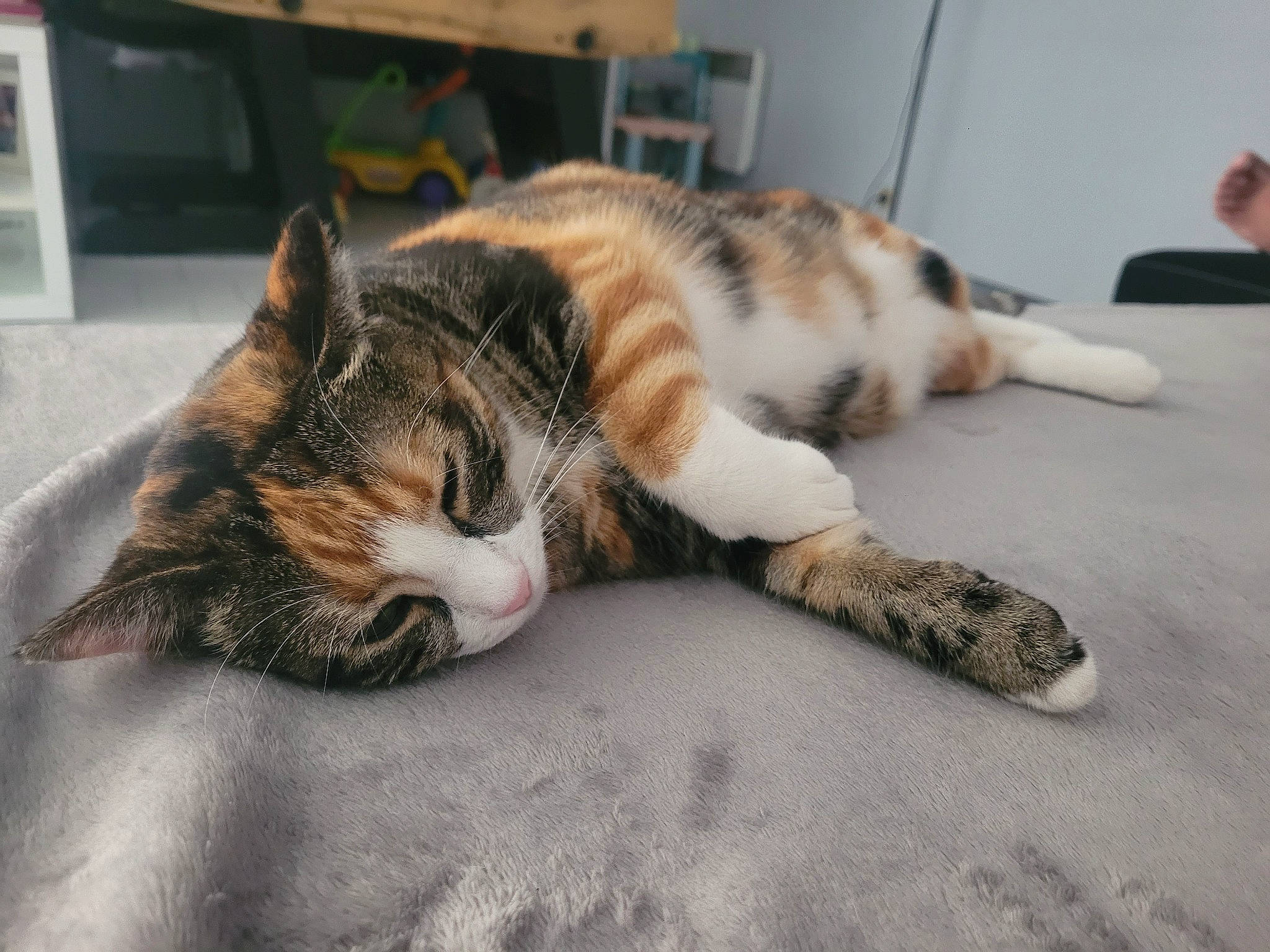 Pepette a rejoint le concours — aidez-le/la à gagner de superbes lots ! carnivore, cat, claw, comfort, domestic_short_haired_cat, felidae, floor, flooring, fur, mammal, nap, paw, sleep, small_to_medium_sized_cats, snout, tail, vertebrate, whiskers, wood