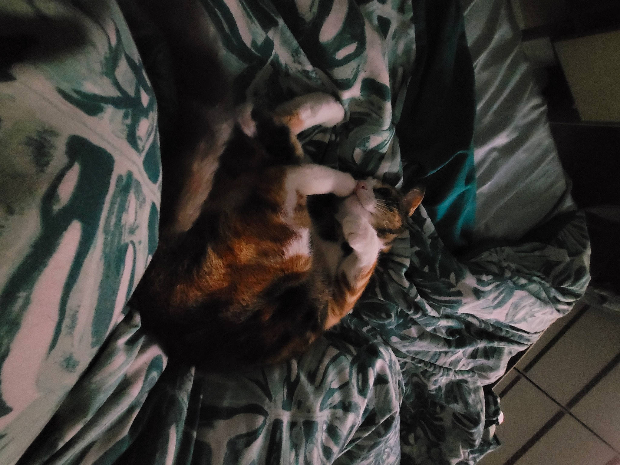 Pepette participe au concours pour gagner de l'argent avec cette photo : bed, bedding, carnivore, claw, comfort, darkness, dog_breed, felidae, flesh, fur, human_leg, linens, pattern, room, small_to_medium_sized_cats, sporting_group, tail, tints_and_shades, whiskers