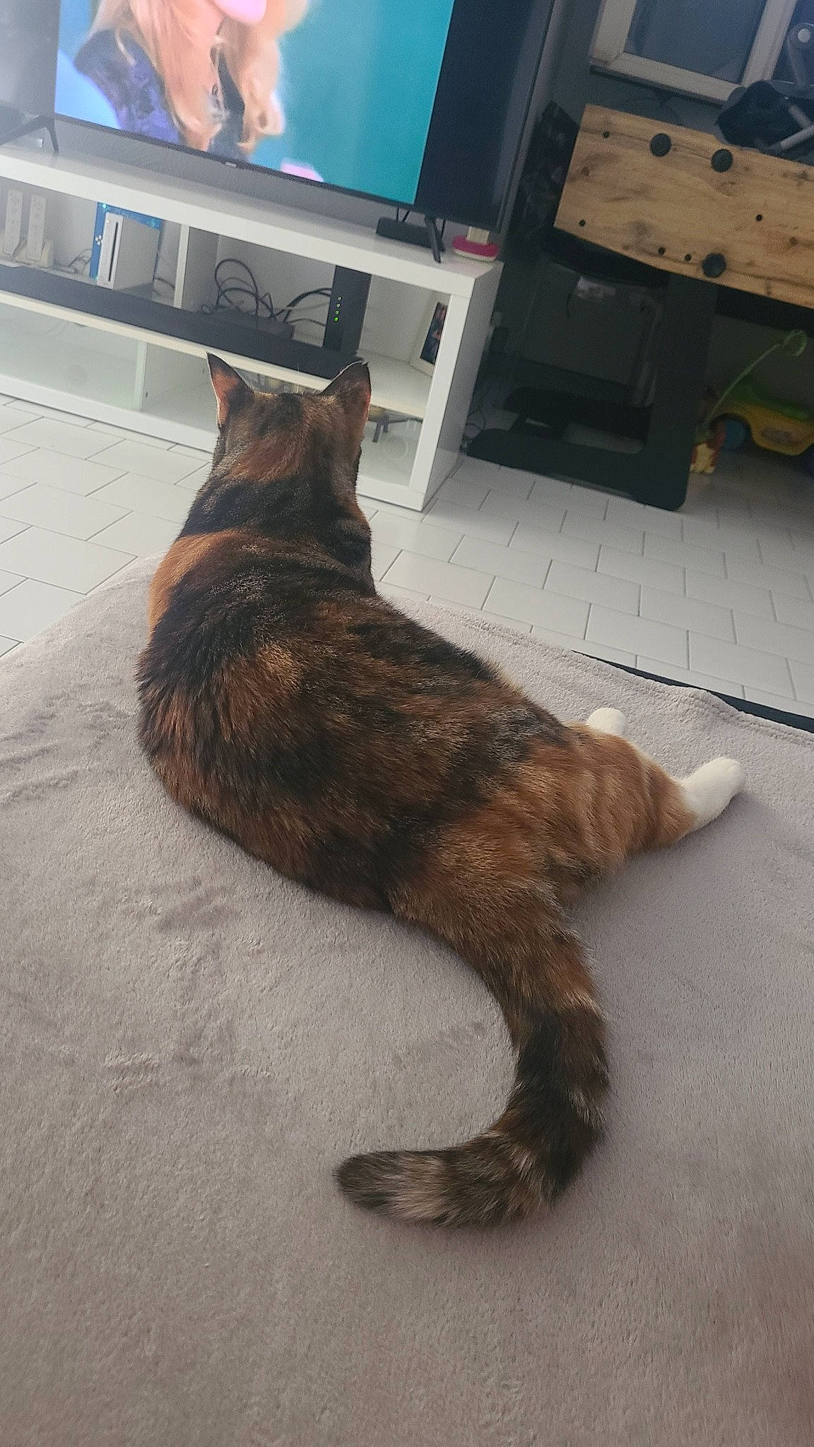 Pepette participe au concours pour gagner de l'argent avec cette photo : cable_television, carnivore, cat, dog_breed, domestic_short_haired_cat, fawn, felidae, floor, flooring, fur, hardwood, home_appliance, paw, small_to_medium_sized_cats, tail, television, television_set, terrestrial_animal, whiskers, wood