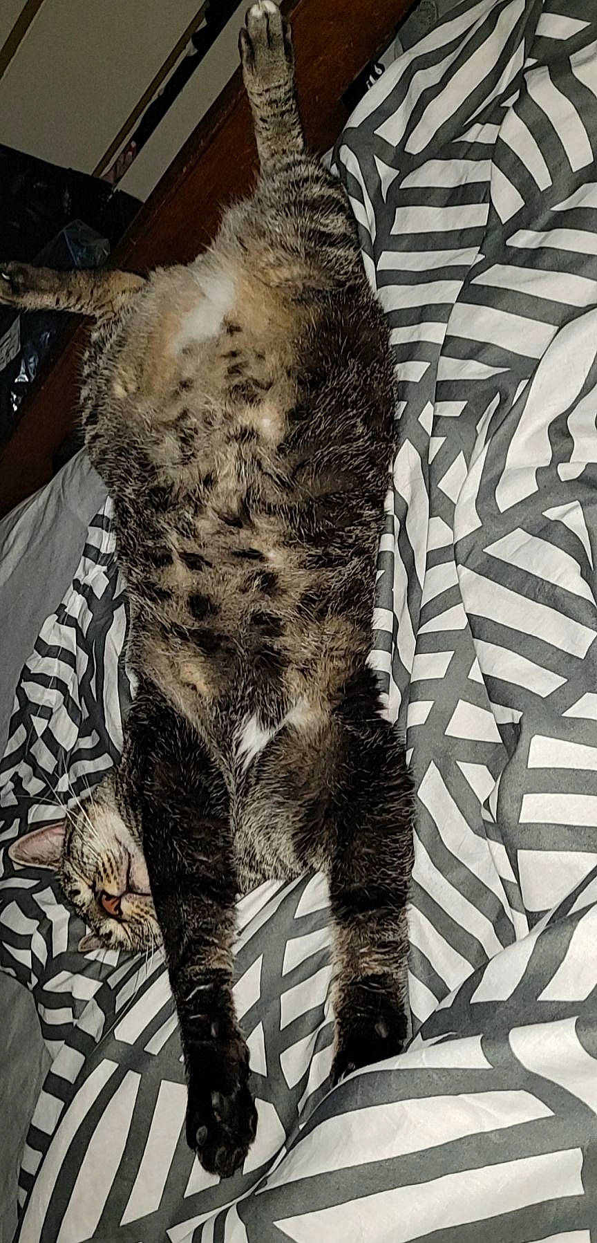 Leo-juan participe au concours pour gagner de l'argent avec cette photo : big_cats, carnivore, cat, claw, fawn, felidae, foot, fur, human_leg, pattern, plant, small_to_medium_sized_cats, snout, sporting_group, style, tail, terrestrial_animal, thigh, tree, whiskers