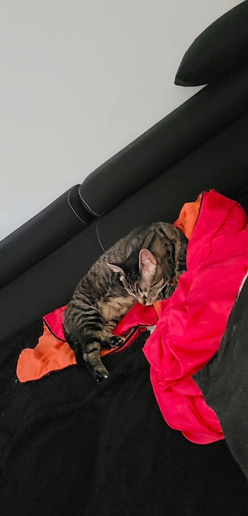 Leo-juan participe au concours pour gagner de l'argent avec cette photo : bag, bean_bag, carmine, carnivore, cat, comfort, couch, domestic_short_haired_cat, felidae, fur, lap, leather, luggage_and_bags, magenta, nap, room, sitting, small_to_medium_sized_cats, tail, whiskers