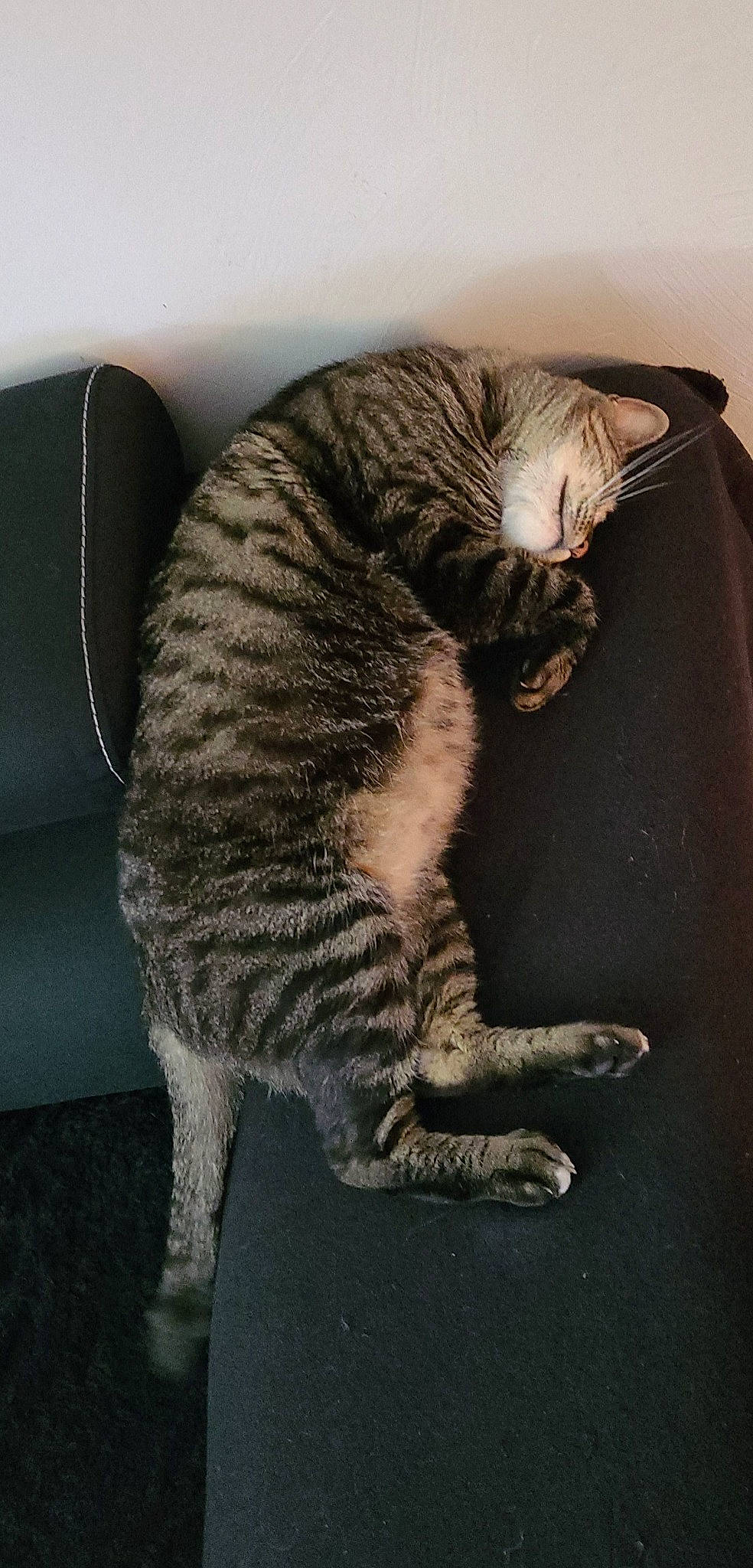 Leo-juan participe au concours pour gagner de l'argent avec cette photo : carnivore, cat, claw, comfort, domestic_short_haired_cat, felidae, foot, fur, grey, paw, sitting, small_to_medium_sized_cats, snout, tail, terrestrial_animal, whiskers