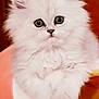 kitten, white_fur, fluffy, pet, cute, animal, young_cat, big_eyes, portrait, indoor, closeup, feline, soft, adorable, hand_holding, small, domestic_animal, fur, face, whiskers