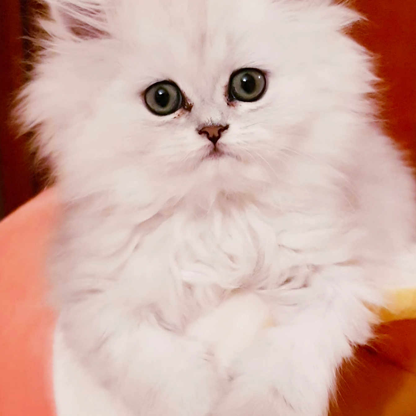 Bella a rejoint le concours — aidez-le/la à gagner de superbes lots ! adorable, animal, big_eyes, closeup, cute, domestic_animal, face, feline, fluffy, fur, hand_holding, indoor, kitten, pet, portrait, small, soft, whiskers, white_fur, young_cat