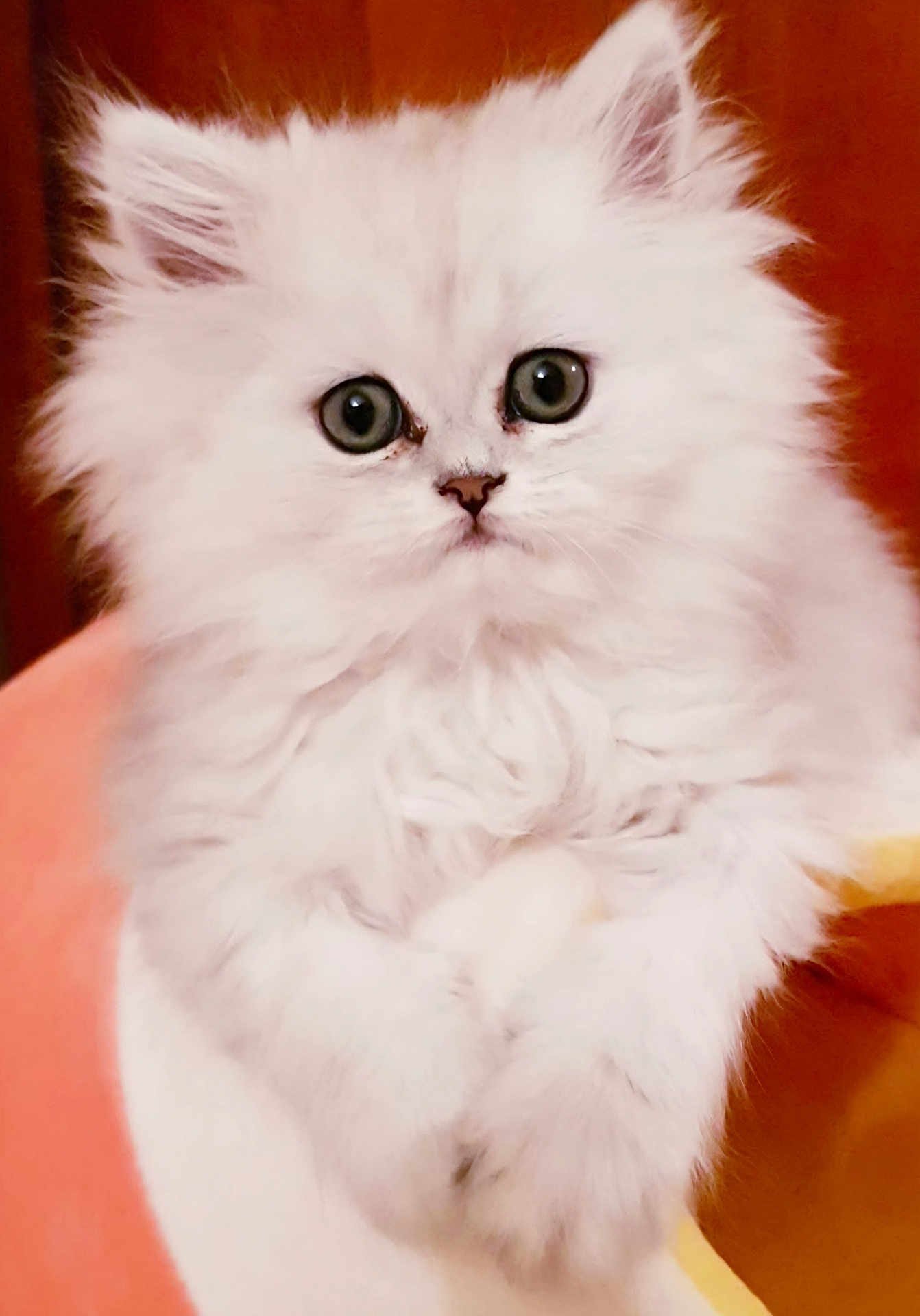 Bella