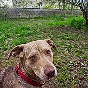Olive is registered to the contest to win money with this photo: dog, canine, pet, outdoor, grass, yard, tree, collar, brown, animal, nature, ears, face, snout, fur, eyes, background, greenery, park, curious