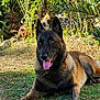 dog, belgian_malinois, grass, garden, outdoor, plants, potted_plants, sunlight, pet, canine, tongue_out, ears_up, animal, nature, relaxing, summer, greenery, leaves, daytime, closeup