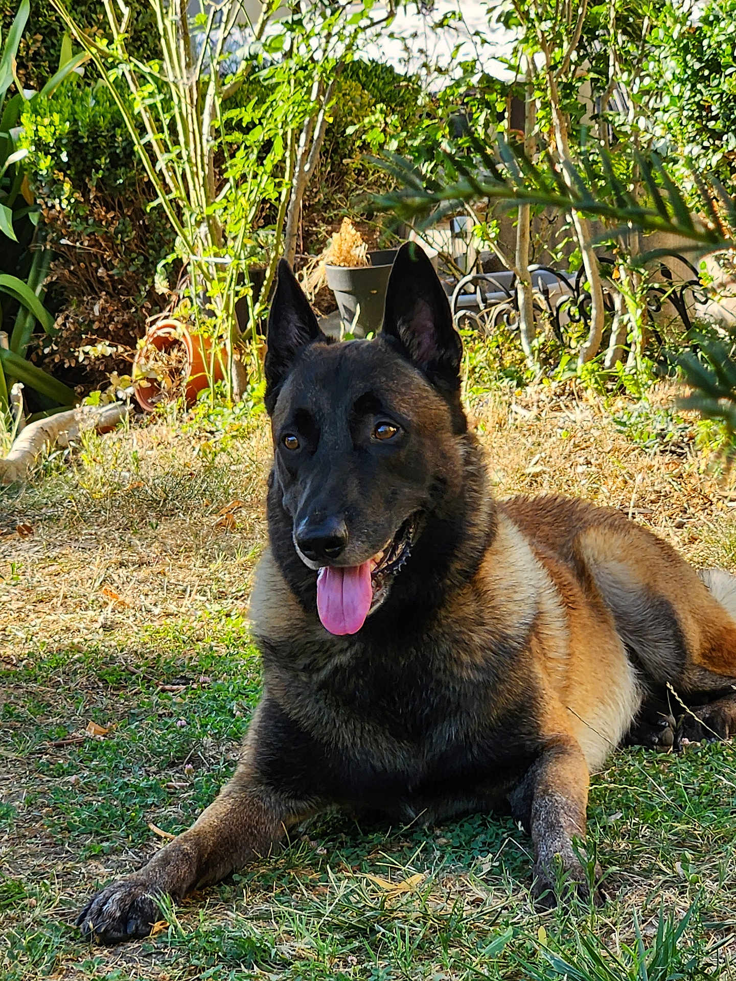 Oxbow a rejoint le concours — aidez-le/la à gagner de superbes lots ! dog, belgian_malinois, grass, garden, outdoor, plants, potted_plants, sunlight, pet, canine, tongue_out, ears_up, animal, nature, relaxing, summer, greenery, leaves, daytime, closeup