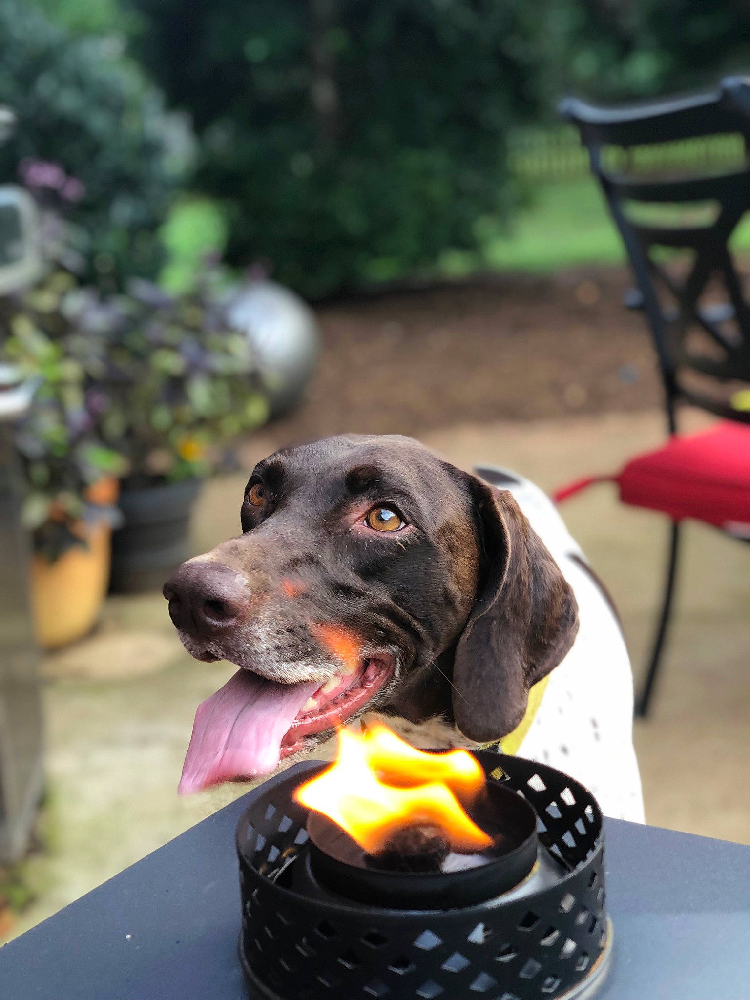 Rosie is registered to the contest to win money with this photo: canidae, carnivore, dog, dog_breed, dog_collar, german_shorthaired_pointer, hunting_dog, pointer, pointing_breed, rare_breed_dog, snout, sporting_group