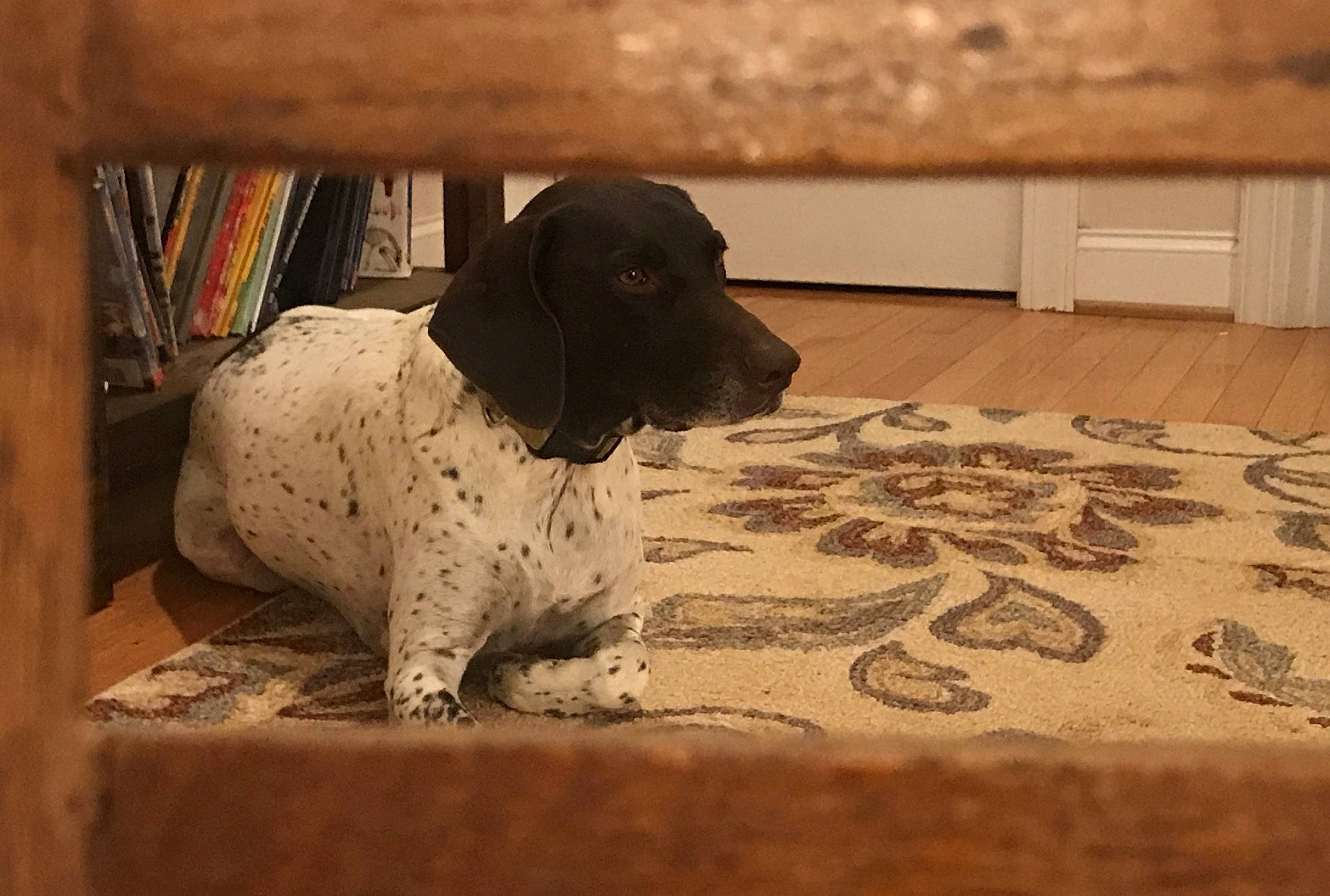 Rosie is registered to the contest to win money with this photo: braque_dauvergne, braque_francais, canidae, carnivore, dog, dog_breed, floor, german_shorthaired_pointer, hunting_dog, mammal, old_danish_pointer, pointer, pointing_breed, sporting_group
