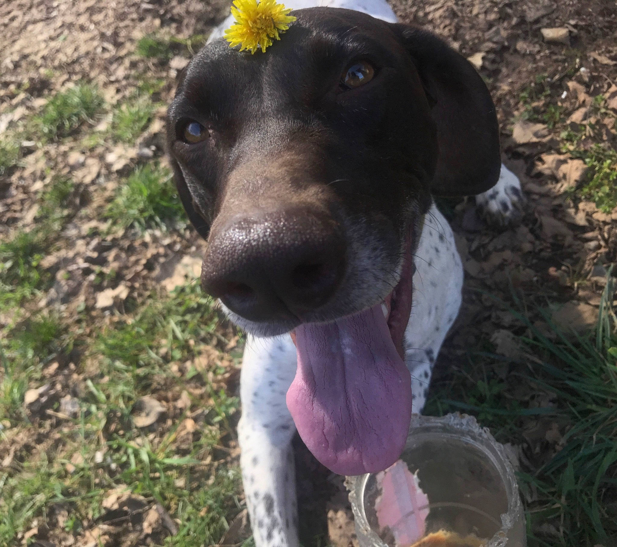 Rosie is registered to the contest to win money with this photo: bluetick_coonhound, braque_francais, canidae, carnivore, dog, dog_breed, eurohound, german_shorthaired_pointer, hunting_dog, mammal, pointer, pointing_breed, snout, sporting_group, vertebrate