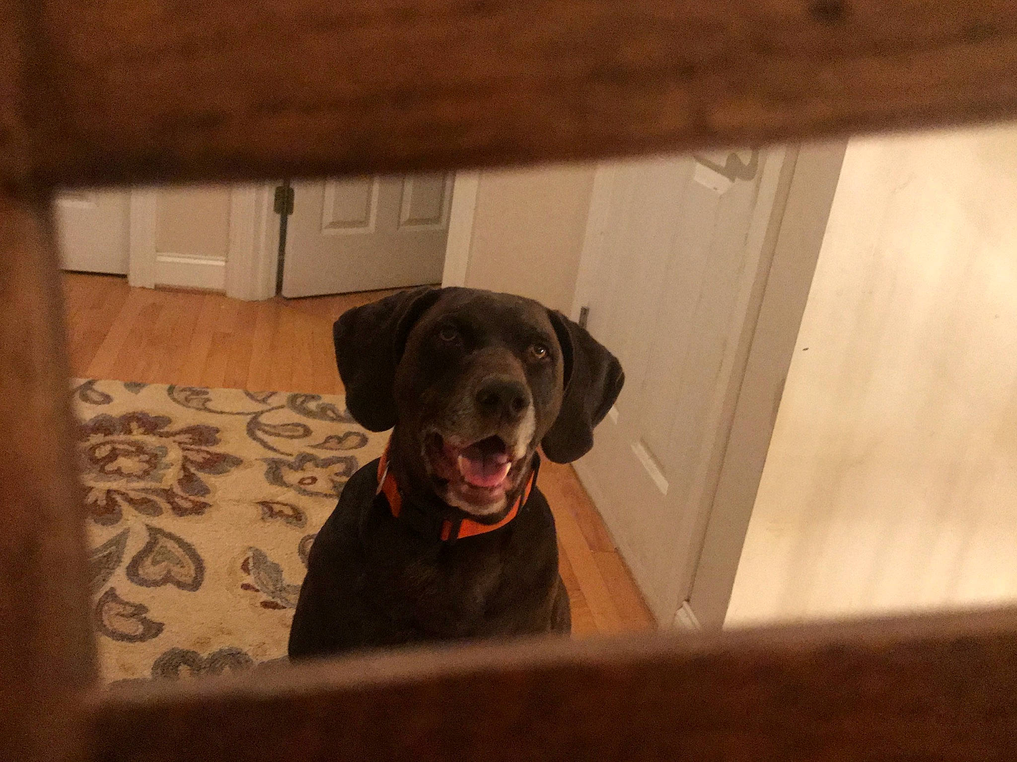 Maddux is registered to the contest to win money with this photo: beagador, canidae, carnivore, dog, dog_breed, fawn, floor, hunting_dog, labrador_retriever, pointer, pointing_breed, puppy, retriever, snout, sporting_group