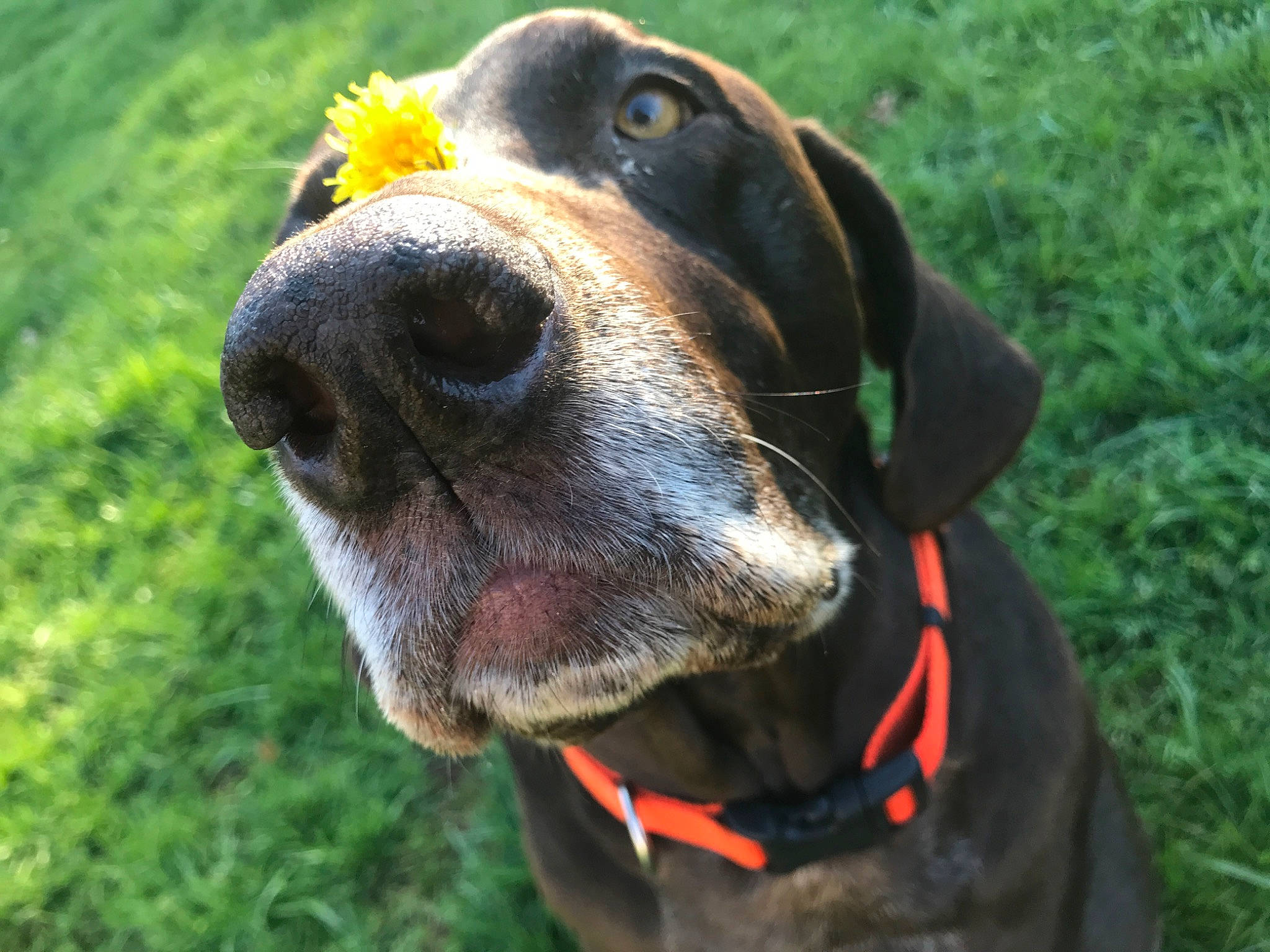 Maddux is registered to the contest to win money with this photo: canidae, carnivore, collar, dog, dog_breed, dog_collar, hound, hunting_dog, mammal, montenegrin_mountain_hound, polish_hunting_dog, rare_breed_dog, snout, sporting_group, tyrolean_hound, vertebrate, whiskers