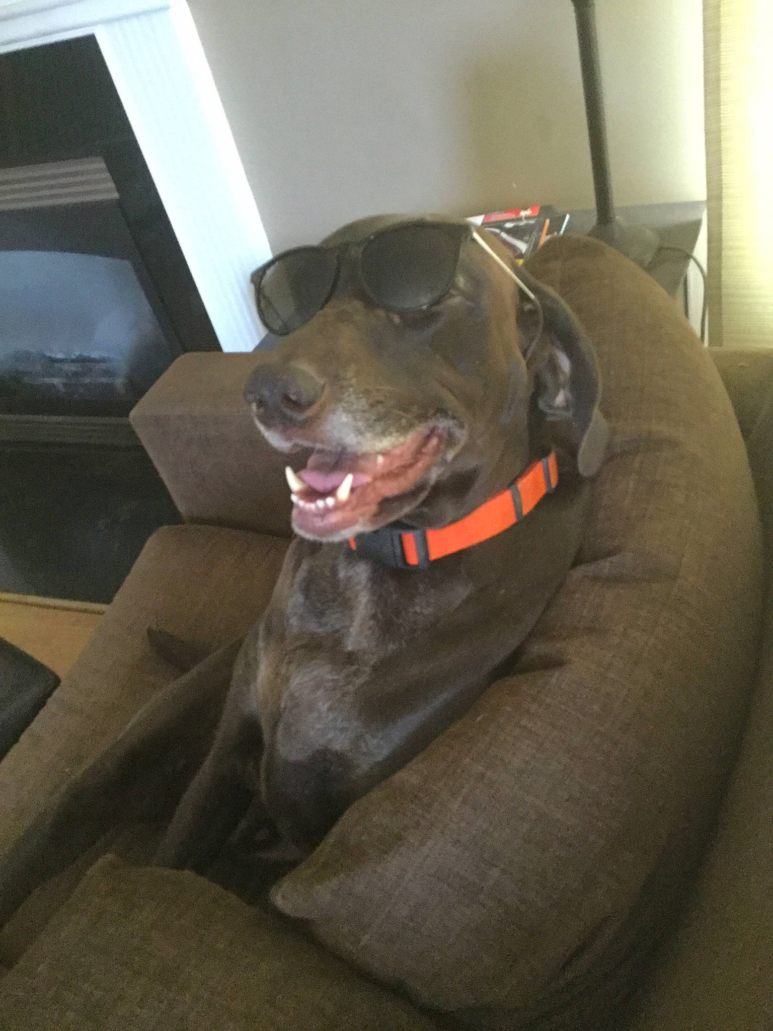 Maddux is registered to the contest to win money with this photo: blue_lacy, canidae, carnivore, companion_dog, dog, dog_breed, dog_collar, labrador_retriever, snout, sporting_group, weimaraner