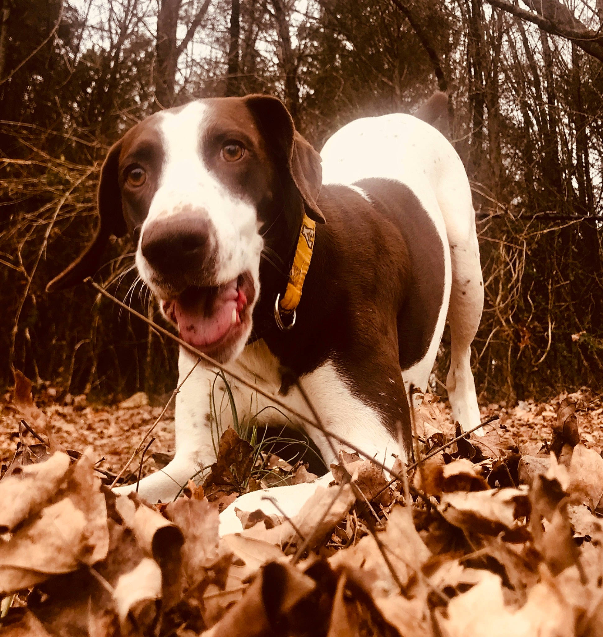 Leroy is registered to the contest to win money with this photo: adventure, braque_saint_germain, canidae, carnivore, dog, dog_breed, estonian_hound, hound, hunting_dog, mammal, snout, sporting_group, vertebrate