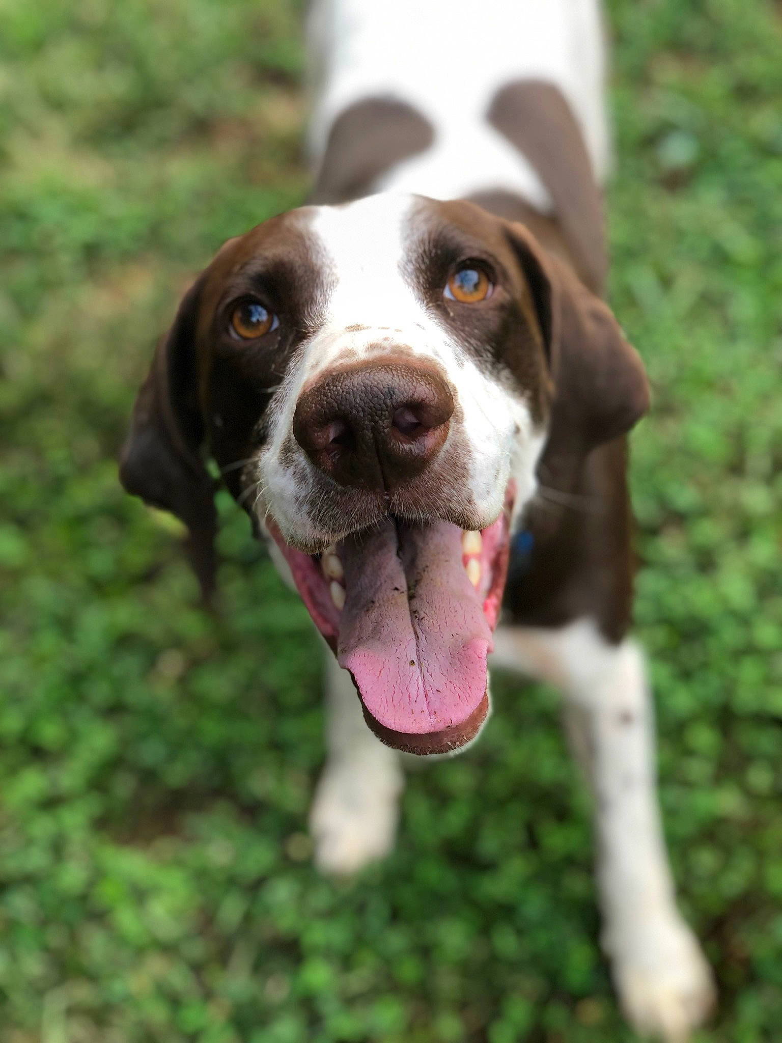 Leroy joined the competition — help win amazing prizes! braque_francais, canidae, carnivore, coonhound, dog, dog_breed, german_shorthaired_pointer, hunting_dog, mammal, pointer, pointing_breed, rare_breed_dog, snout, sporting_group, treeing_walker_coonhound, vertebrate