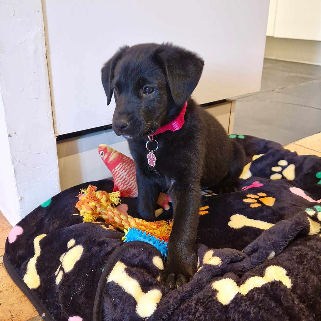 Alpha participe au concours pour gagner de l'argent avec cette photo : animal, black_dog, blanket, collar, cozy, curious, cute, dog, domestic_animal, fish_toy, floor, indoor, paw_prints, pet, puppy, rope_toy, sitting, tile_floor, toy, young_dog