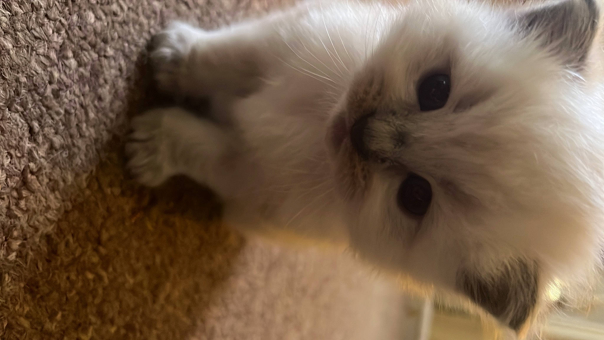 Dopey is registered to the contest to win money with this photo: balinese, british_longhair, carnivore, cat, claw, fawn, felidae, fur, ragdoll, small_to_medium_sized_cats, snout, tail, terrestrial_animal, whiskers