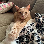 Tigger is registered to the contest to win money with this photo: animal, blanket, cat, comfort, couch, cozy, feline, fur, ginger_cat, home, indoor, leopard_print, living_room, paws, pet, relaxed, resting, soft_furniture, stretching, whiskers