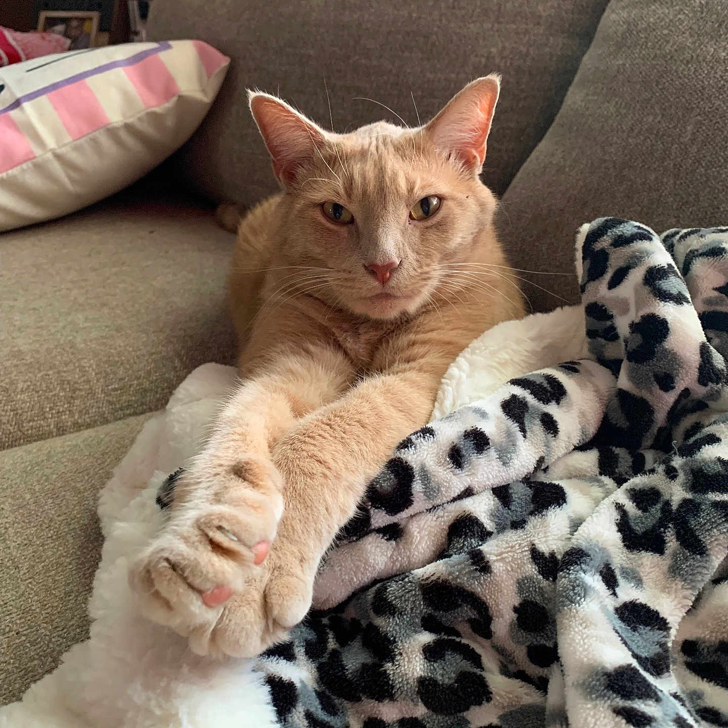 Tigger is registered to the contest to win money with this photo: animal, blanket, cat, comfort, couch, cozy, feline, fur, ginger_cat, home, indoor, leopard_print, living_room, paws, pet, relaxed, resting, soft_furniture, stretching, whiskers