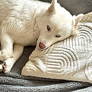 Gaïa participe au concours pour gagner de l'argent avec cette photo : dog, white_dog, blue_eyes, resting, pillow, blanket, cozy, indoor, pet, fur, canine, sleepy, cute, relaxed, soft_texture, closeup, laying_down, domestic_animal, companion, animal
