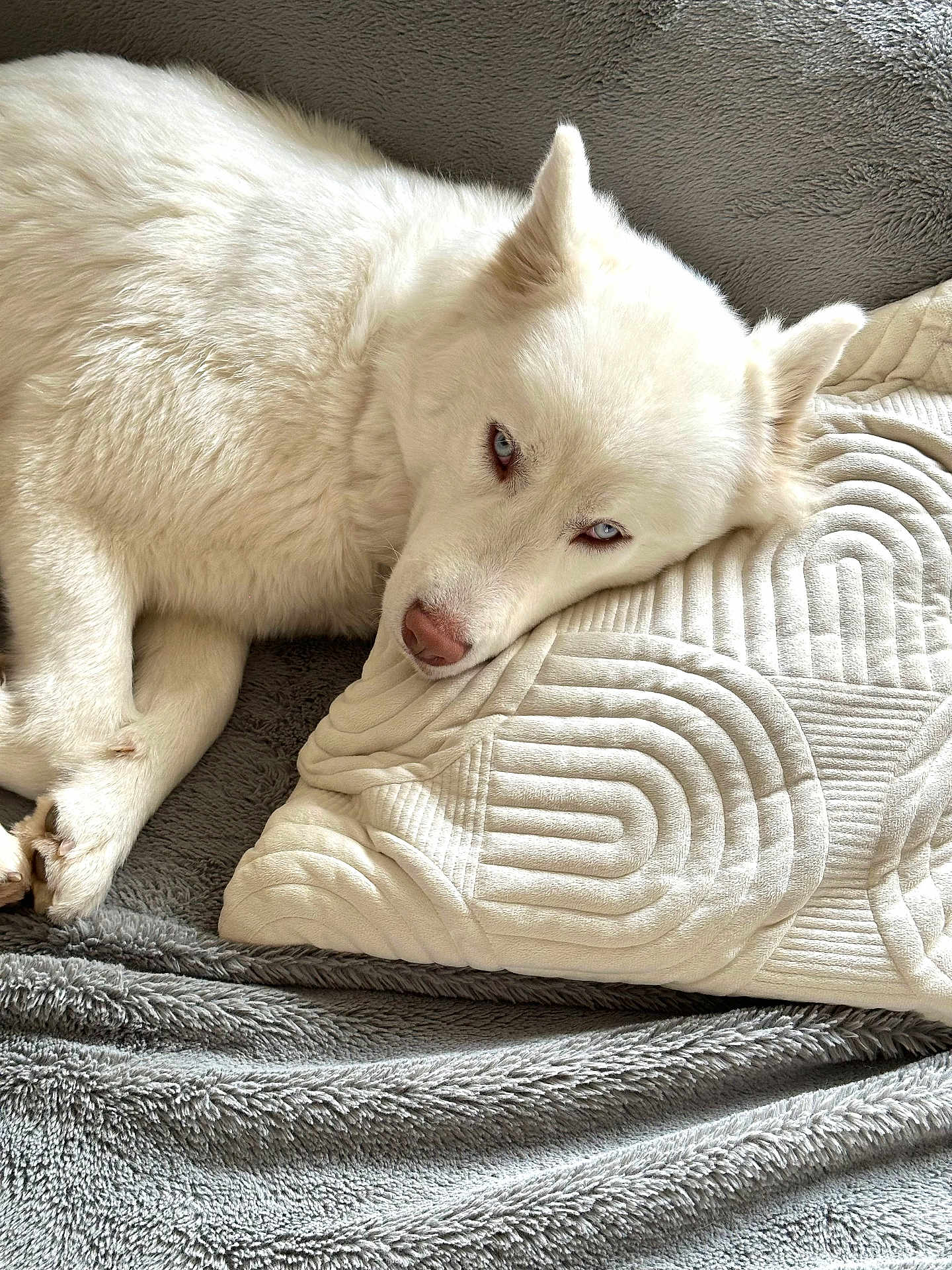 Gaïa participe au concours pour gagner de l'argent avec cette photo : dog, white_dog, blue_eyes, resting, pillow, blanket, cozy, indoor, pet, fur, canine, sleepy, cute, relaxed, soft_texture, closeup, laying_down, domestic_animal, companion, animal