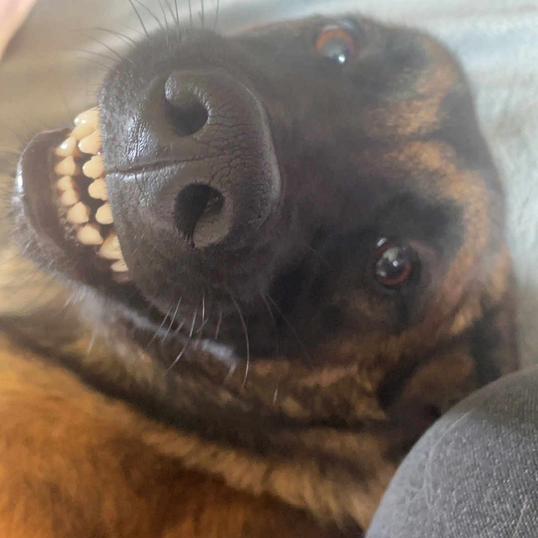 Nala a rejoint le concours — aidez-le/la à gagner de superbes lots ! animal, black_nose, brown_fur, canine, close_up, companion, cozy, dog, domestic_animal, face, fur, happy, indoor, lying_down, pet, relaxed, smiling, snout, teeth, whiskers