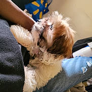 Hunter is registered to the contest to win money with this photo: puppy, dog, pet, fluffy, collar, lap, person, jeans, ripped_jeans, black_shirt, indoor, bag, blue_bag, yellow_pattern, cozy, furniture, blanket, casual, resting, closeup