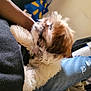 puppy, dog, pet, fluffy, collar, lap, person, jeans, ripped_jeans, black_shirt, indoor, bag, blue_bag, yellow_pattern, cozy, furniture, blanket, casual, resting, closeup