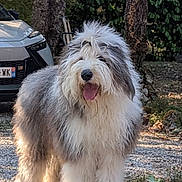 Andy a rejoint le concours — aidez-le/la à gagner de superbes lots ! dog, shaggy_dog, fluffy, long_hair, white_fur, gray_fur, standing, open_mouth, tongue_out, happy, outdoor, gravel, garden, trees, bushes, parked_car, portrait, full_body, pet, animal