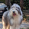 dog, shaggy_dog, fluffy, long_hair, white_fur, gray_fur, standing, open_mouth, tongue_out, happy, outdoor, gravel, garden, trees, bushes, parked_car, portrait, full_body, pet, animal