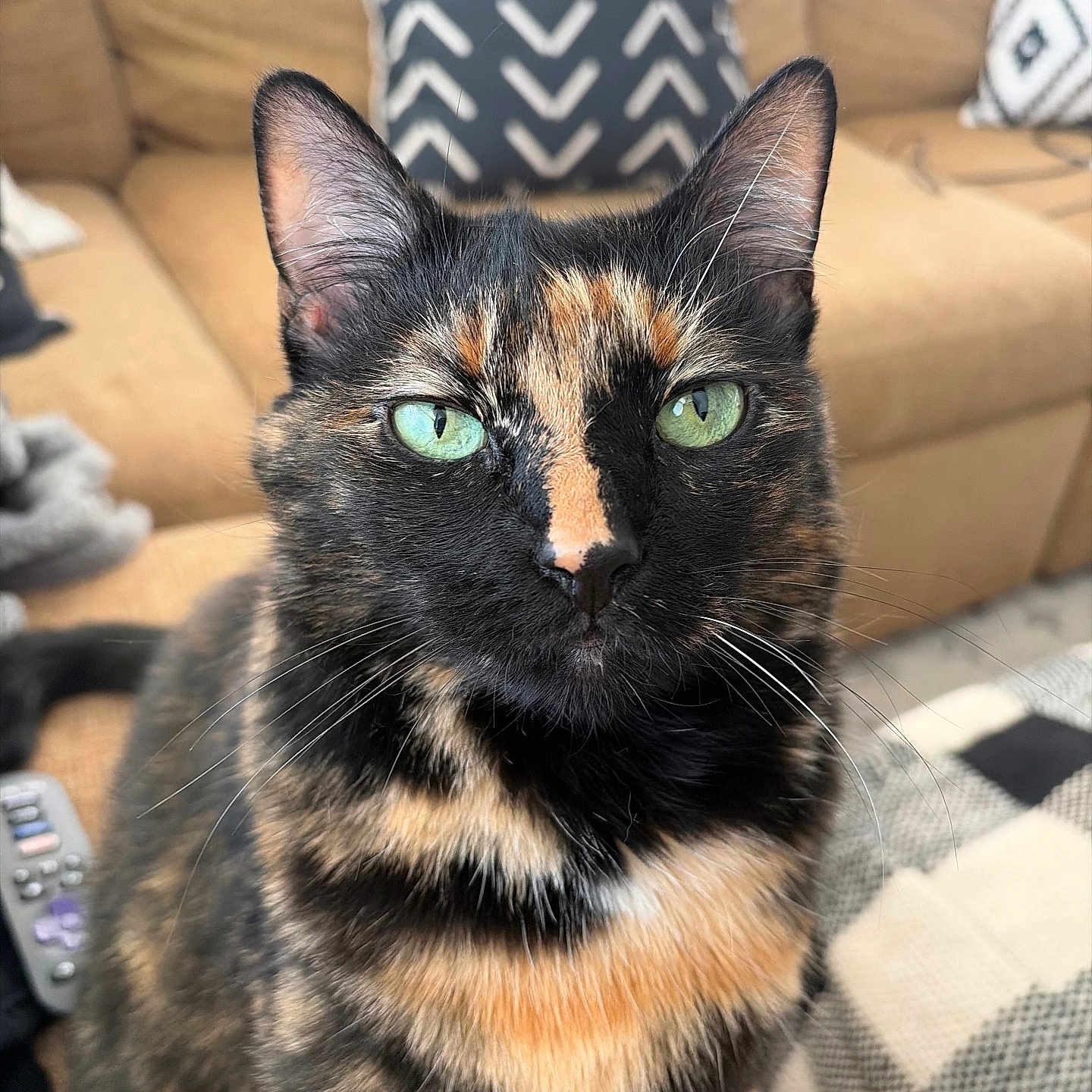 Reesie joined the competition — help win amazing prizes! cat, tortoiseshell, green_eyes, indoor, close_up, pet, feline, fur, whiskers, couch, pillow, blanket, patterned, cozy, animal, sitting, domestic, cute, calm, portrait