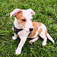 Volt a rejoint le concours — aidez-le/la à gagner de superbes lots ! accessories, animal, ball, beagle, canine, dog, field, grass, grassland, hound, lawn, nature, outdoors, pet, plant, puppy, sport, strap, tennis, whitedog