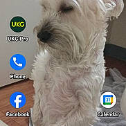 Lil Bow Wow is registered to the contest to win money with this photo: dog, white_dog, indoor, standing, table, fur, pet, phone_screen, app_icons, weather_widget, floor, blanket, wall, paw, closed_eyes, calm, home, curious, small_dog, furry