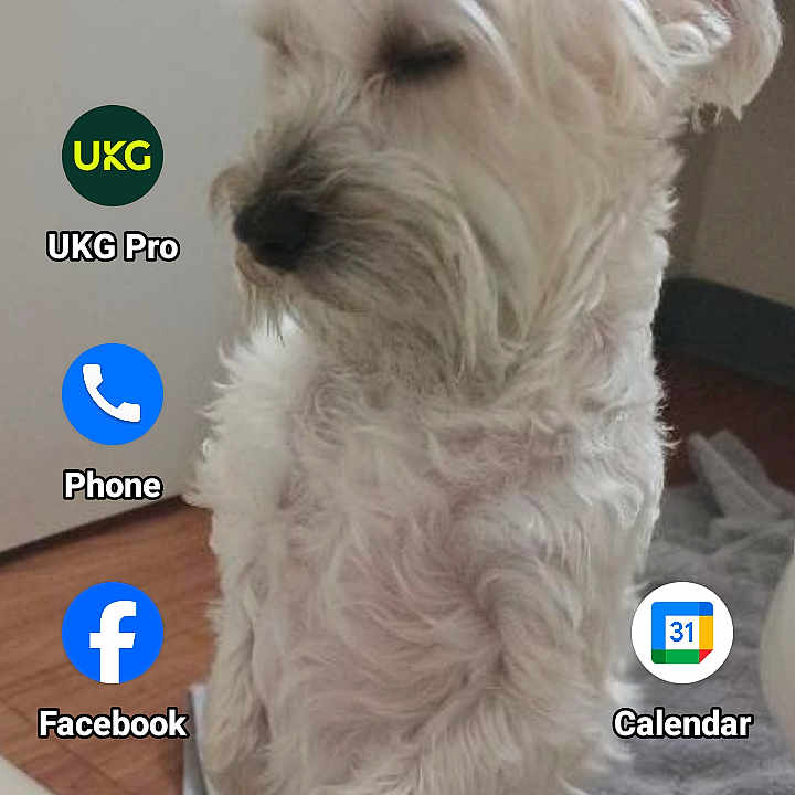 Lil Bow Wow is registered to the contest to win money with this photo: dog, white_dog, indoor, standing, table, fur, pet, phone_screen, app_icons, weather_widget, floor, blanket, wall, paw, closed_eyes, calm, home, curious, small_dog, furry