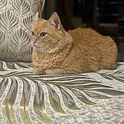 Bella participe au concours pour gagner de l'argent avec cette photo : cat, orange_cat, feline, pet, domestic_cat, fluffy, lounging, indoor, couch, fabric, patterned, close_up, side_view, calm, relaxed, whiskers, ears, fur, animal, portrait