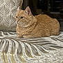 cat, orange_cat, feline, pet, domestic_cat, fluffy, lounging, indoor, couch, fabric, patterned, close_up, side_view, calm, relaxed, whiskers, ears, fur, animal, portrait