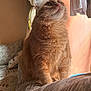 cat, orange_cat, fluffy, sitting, indoor, curtains, window, couch, patterned_couch, sunlight, home, cozy, looking_up, furniture, pet, domestic_cat, whiskers, ears, fur, curiosity