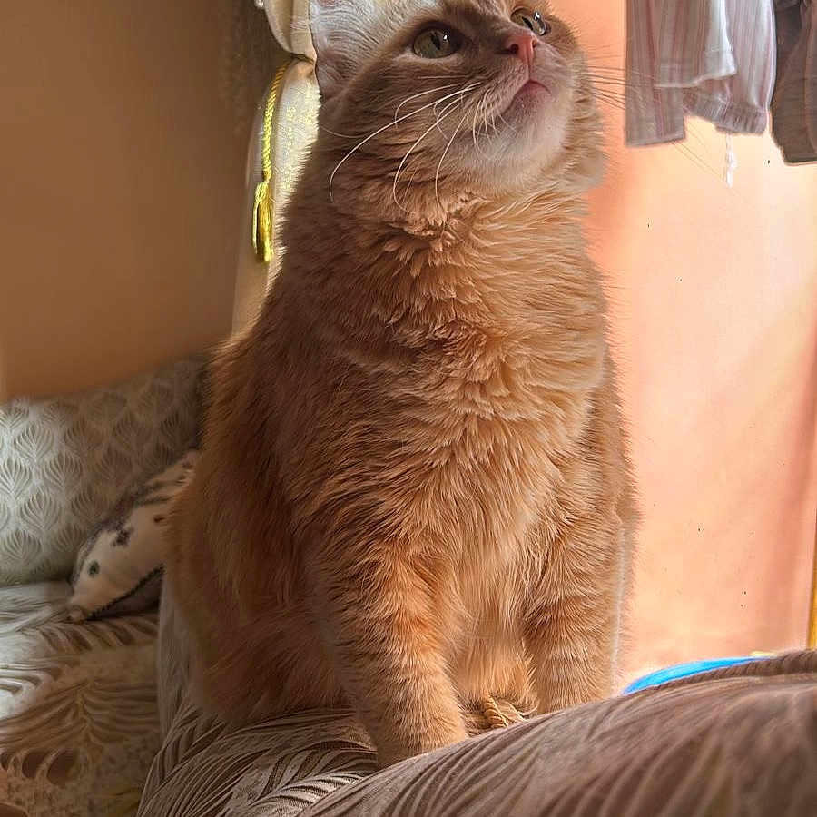 Bella a rejoint le concours — aidez-le/la à gagner de superbes lots ! cat, couch, cozy, curiosity, curtains, domestic_cat, ears, fluffy, fur, furniture, home, indoor, looking_up, orange_cat, patterned_couch, pet, sitting, sunlight, whiskers, window