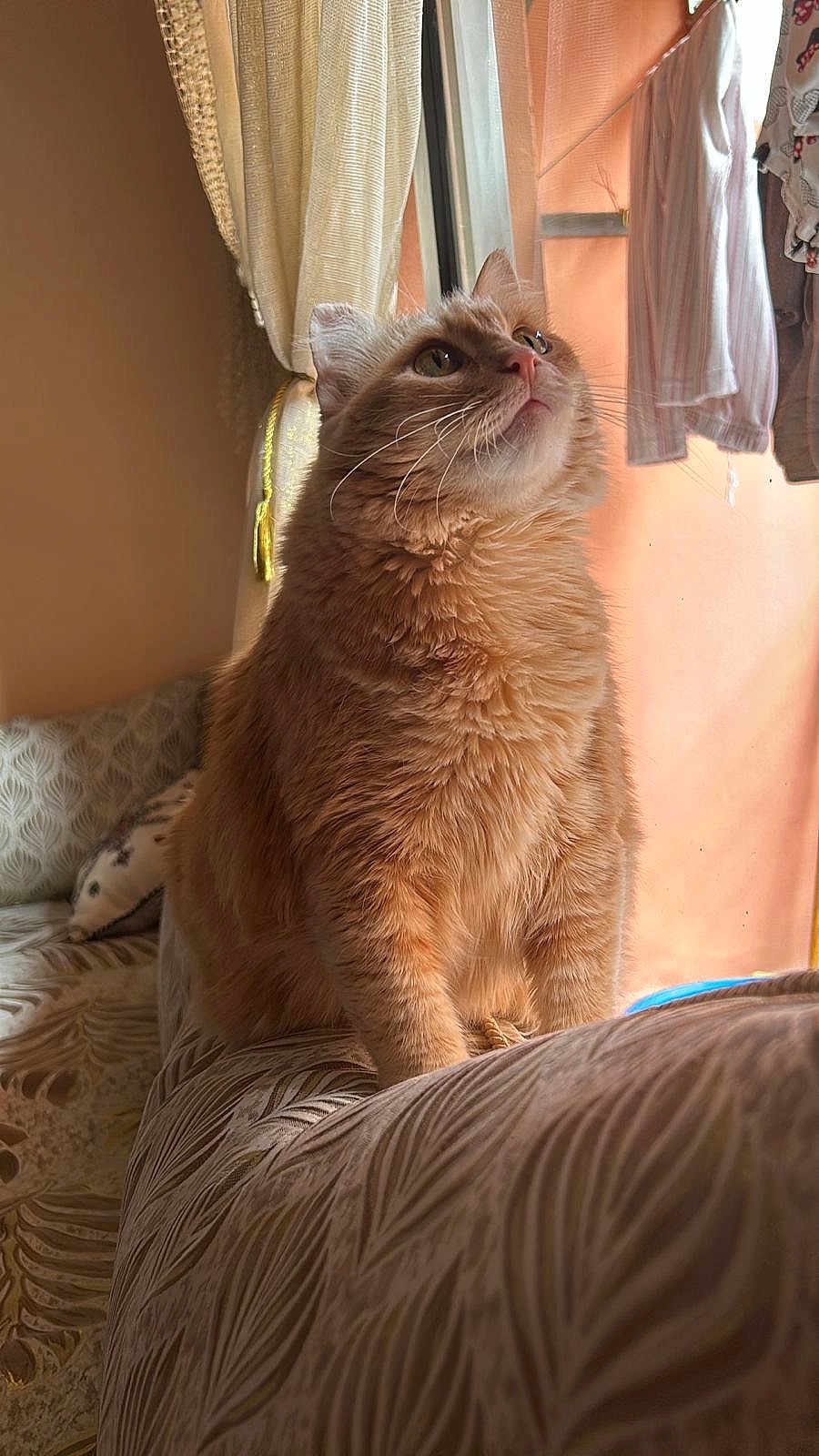 Bella a rejoint le concours — aidez-le/la à gagner de superbes lots ! cat, orange_cat, fluffy, sitting, indoor, curtains, window, couch, patterned_couch, sunlight, home, cozy, looking_up, furniture, pet, domestic_cat, whiskers, ears, fur, curiosity
