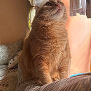 Bella joined the competition — help win amazing prizes! cat, orange_cat, fluffy, sitting, indoor, curtains, window, couch, patterned_couch, sunlight, home, cozy, looking_up, furniture, pet, domestic_cat, whiskers, ears, fur, curiosity
