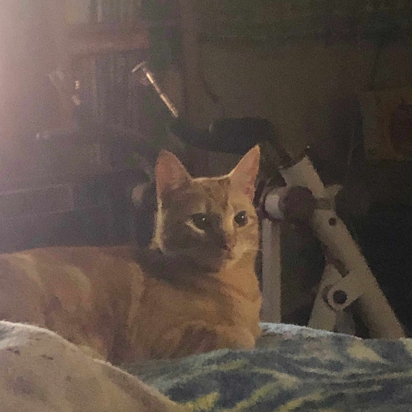 Nugget is registered to the contest to win money with this photo: abyssinian, animal, bed, bedroom, blanket, cat, chair, couch, cushion, furniture, homedecor, indoors, interiordesign, kitten, manx, pet, plant, pottedplant, quilt, room